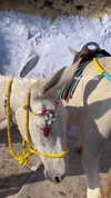anyarodionov Altpins Profile Picture