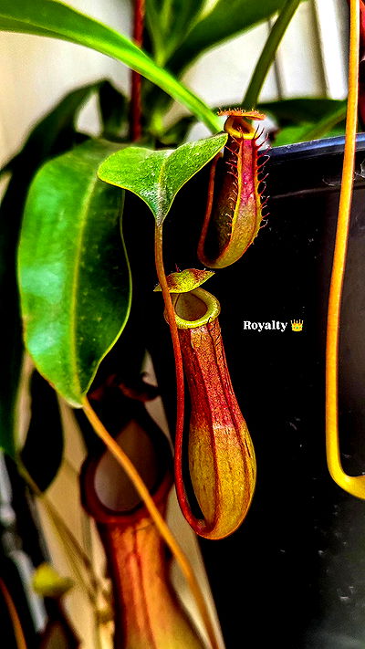 1justsabi 1justsabi archive video