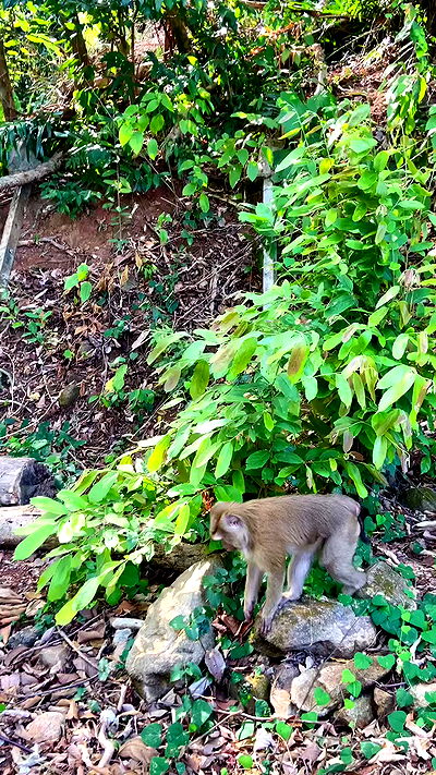 g.a.l.1.a g.a.l.1.a archive video