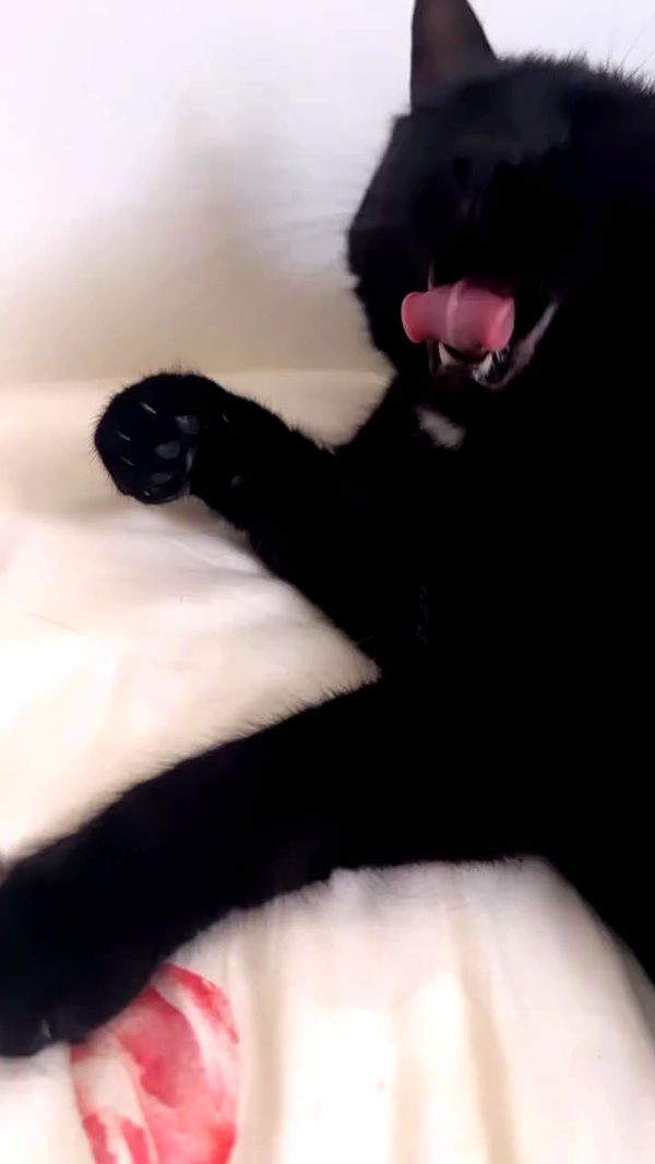 hellokittyangel666 archive video preview