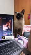 katsumiau Altpins Profile Picture