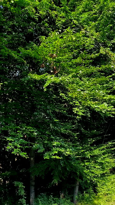 noa_zemlyanski noa_zemlyanski archive video