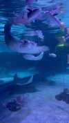 amit.yaron Altpins Profile Picture