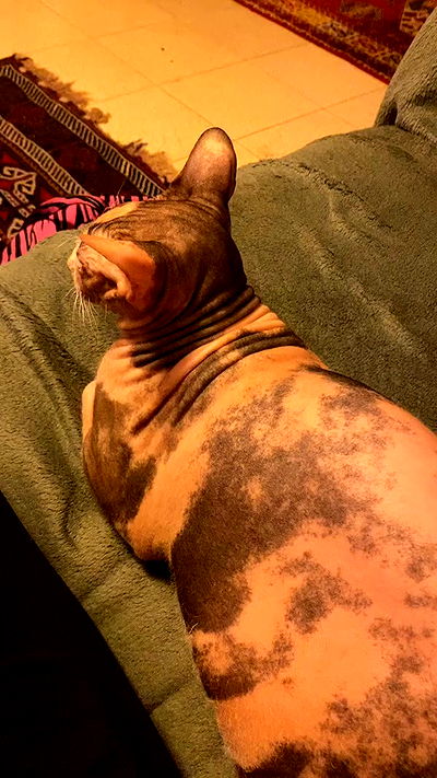 yam_adler yam_adler archive video