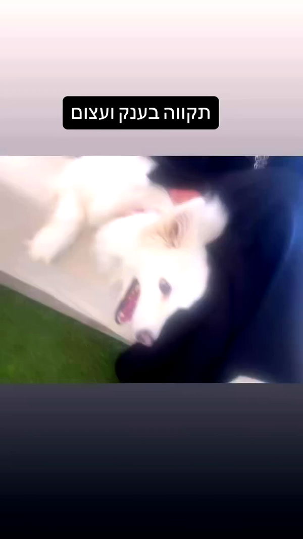 romy_ayalla_lavi archive video preview