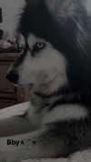 urluv.09 Altpins Profile Picture