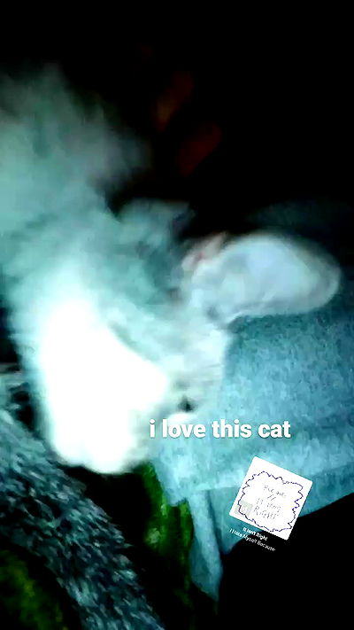 pinchchicken pinchchicken archive video