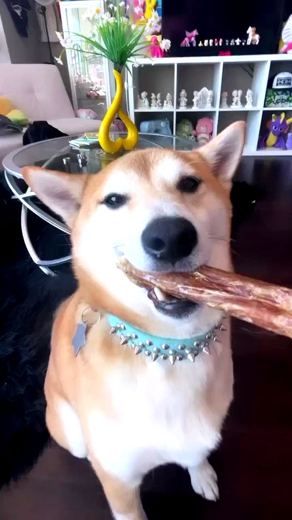 zommmbri archive video preview