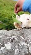 elektra058 Altpins Profile Picture
