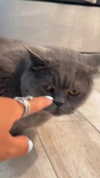 emelye.ender Altpins Profile Picture