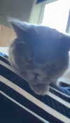 emelye.ender Altpins Profile Picture
