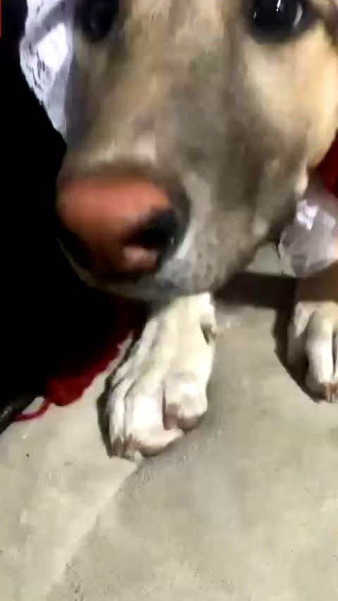 liashaked archive video preview