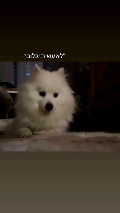 romy_ayalla_lavi romy_ayalla_lavi archive video