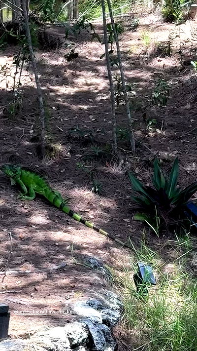 miakhalifa miakhalifa archive video