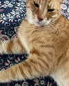 efraim_jornea Altpins Profile Picture