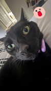 porcelainpixi Altpins Profile Picture
