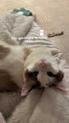 pixieonyxx Altpins Profile Picture