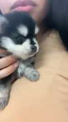 jailyneojeda Altpins Profile Picture