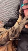 shay_atia123 Altpins Profile Picture
