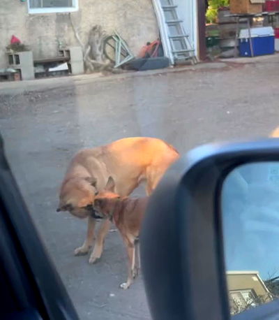 iambohema.v2 iambohema.v2 archive video