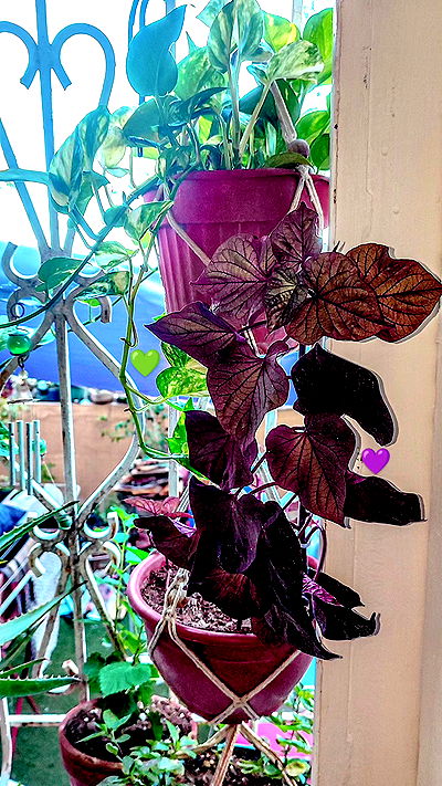 1justsabi 1justsabi archive video