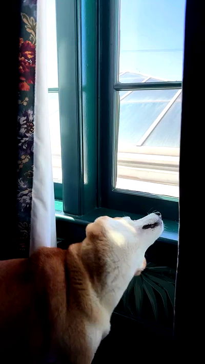 zommmbri zommmbri archive video