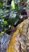 orcoheen Altpins Profile Picture