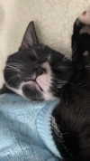 sydney_melman Altpins Profile Picture