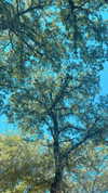 calyen Altpins Profile Picture
