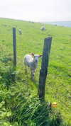 ellauk Altpins Profile Picture