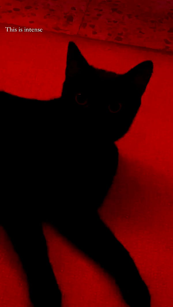 feelbetterinmysweater archive video preview