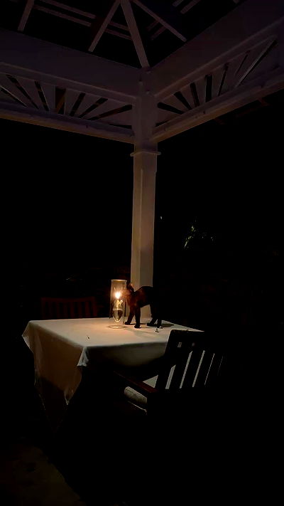 carolinezalog carolinezalog archive video