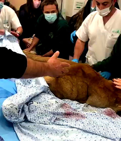 kesemgreenyer kesemgreenyer archive video