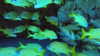 tamar_nk Altpins Profile Picture