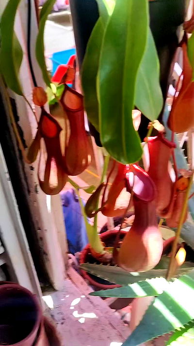 1justsabi 1justsabi archive video