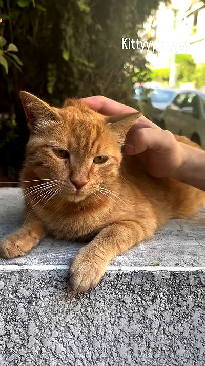 hellokittyangel666 hellokittyangel666 archive video