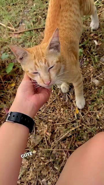 oqr0_ oqr0_ archive video