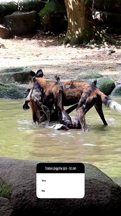 itsilanosh itsilanosh archive video