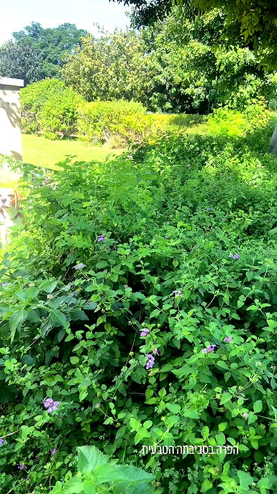 emily.otaku emily.otaku archive video