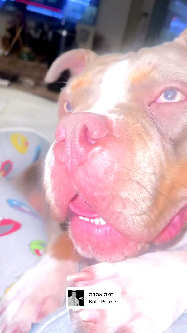 kesemgreenyer archive video preview