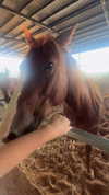 violetta.nikolayeva Altpins Profile Picture