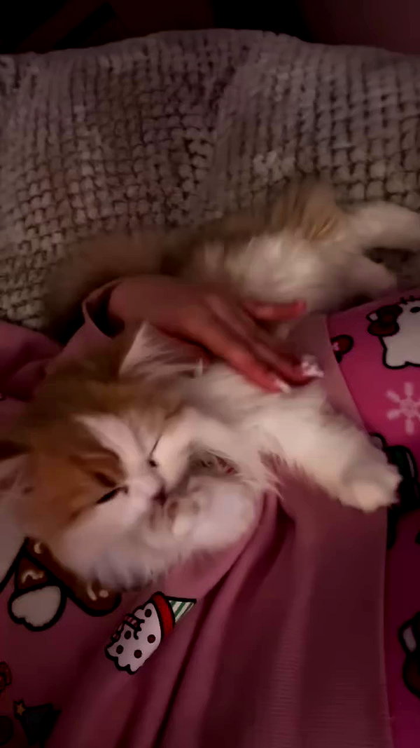 pockycatt archive video preview