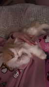 pockycatt Altpins Profile Picture