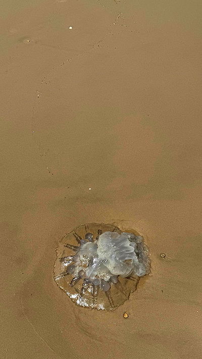 ronyida_ ronyida_ archive video