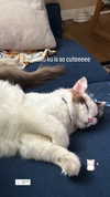 pixieonyxx Altpins Profile Picture