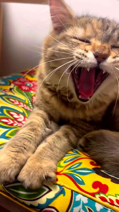 hellokittyangel666 hellokittyangel666 archive video