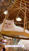 fegalvao_ Altpins Profile Picture