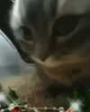 littlemiauwu Altpins Profile Picture