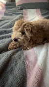 bellarenaldi Altpins Profile Picture