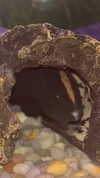 novahnovielli Altpins Profile Picture